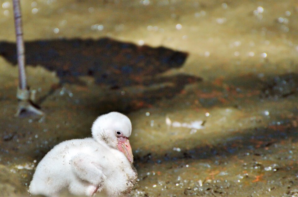 Chicks young flamingo pink