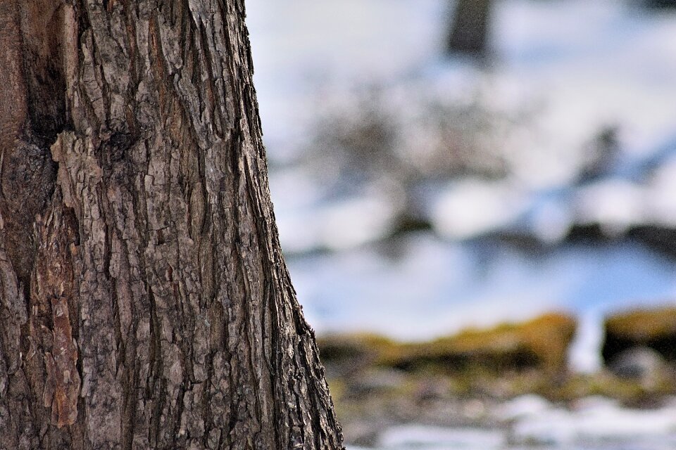 Spring tree snow