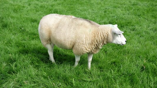 Animal sheep's wool pasture photo