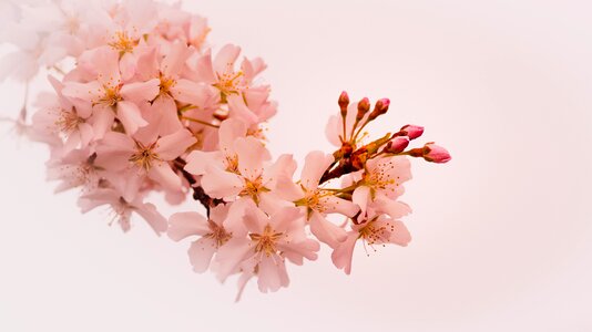 Flowering petal branch