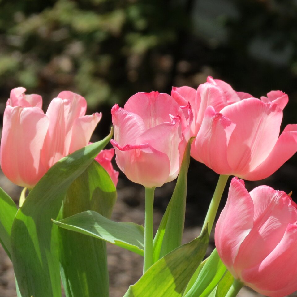 Spring nature floral
