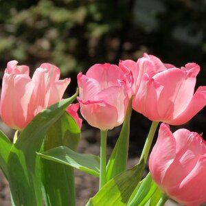 Spring nature floral