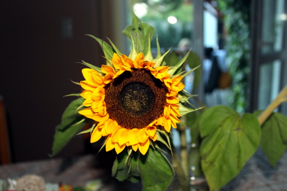 Nature plant yellow