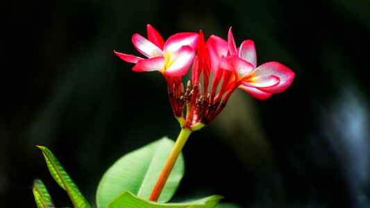 Frangipani red petal photo