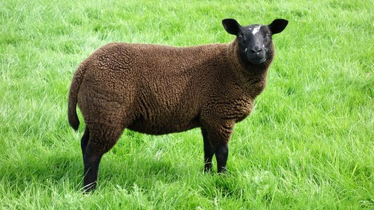 Meadow animal sheep's wool