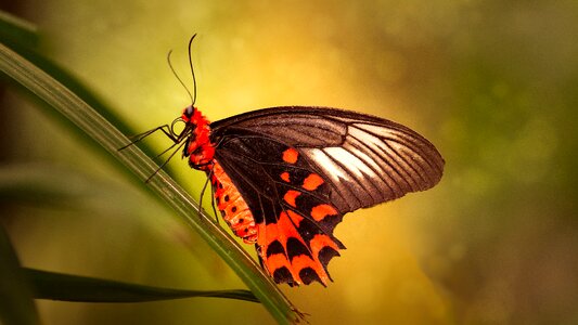 Wildlife animal kingdom butterfly