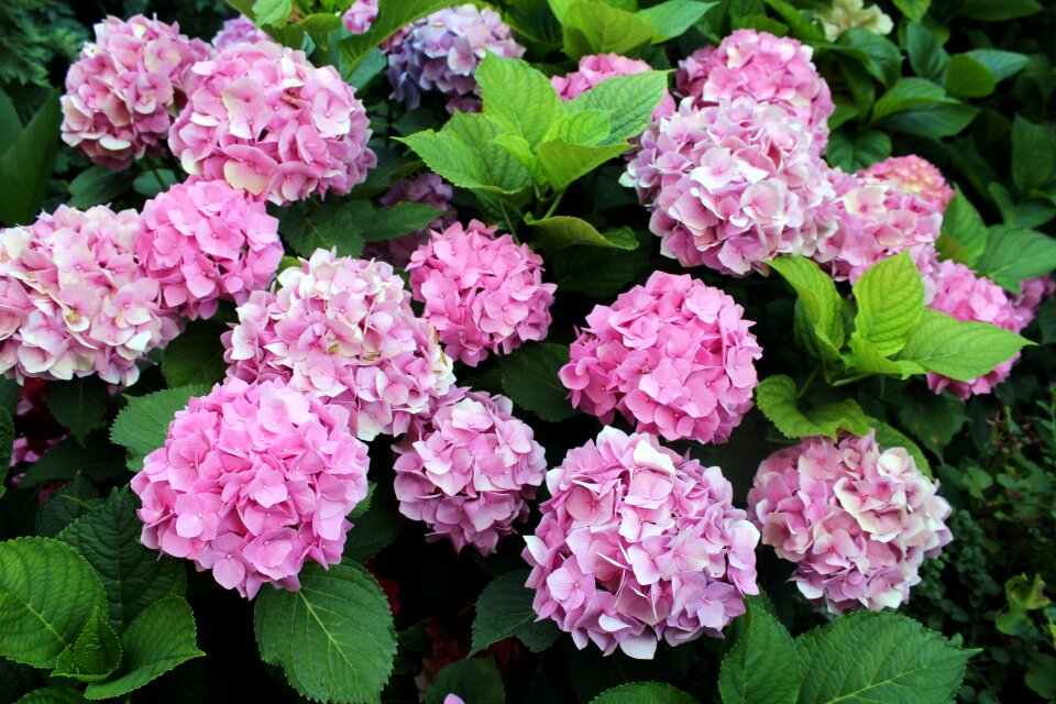 A garden plant flowering summer