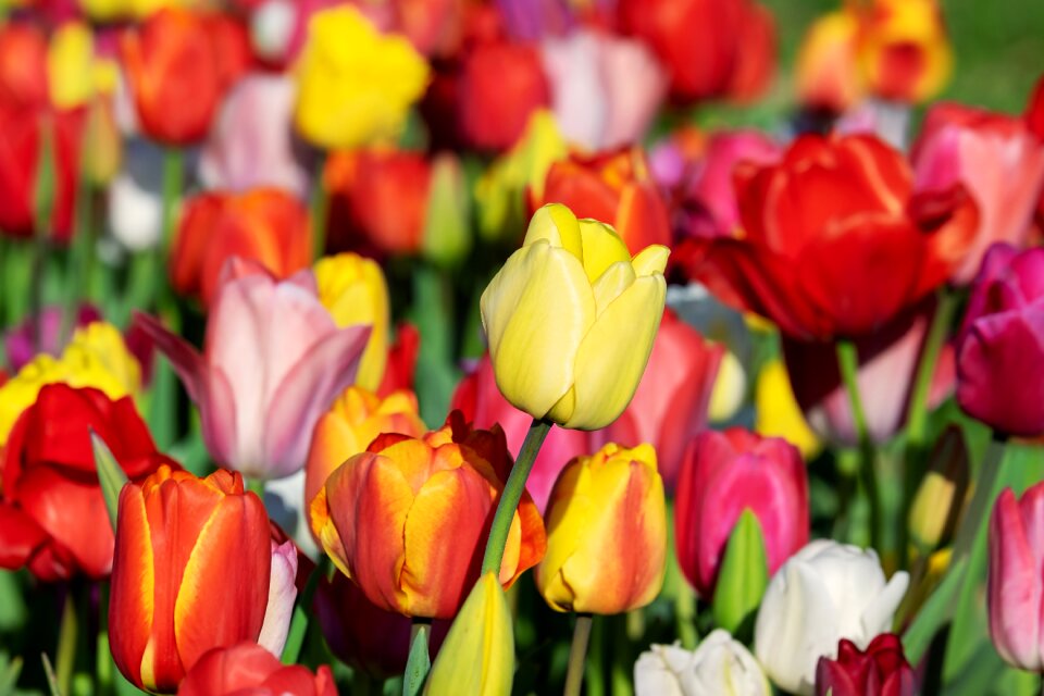 Tulips tulpenbluete flowers