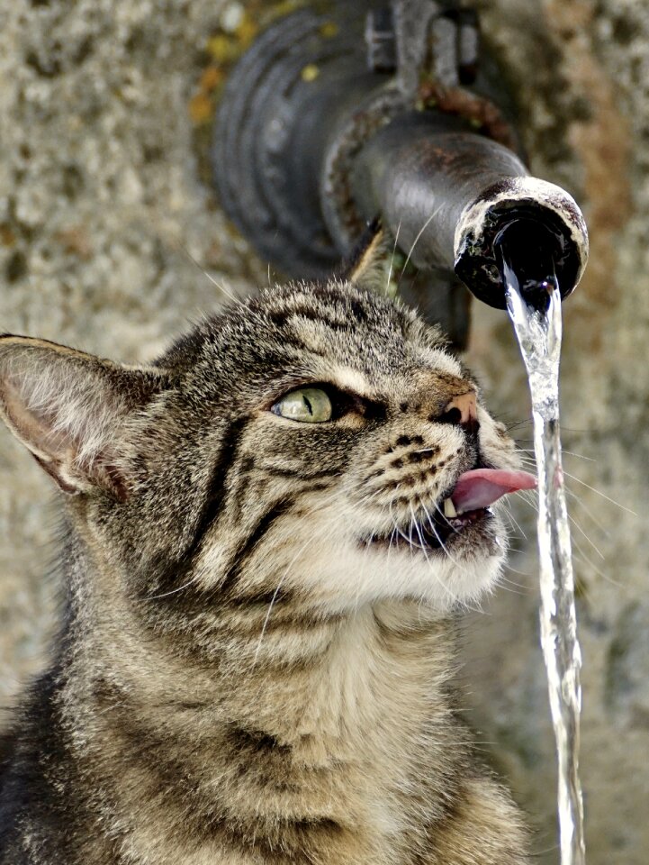 Cute animal world domestic cat