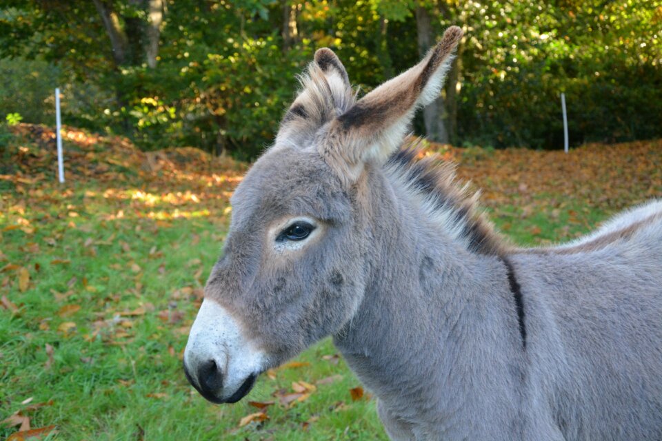 Profile croix saint andré animal