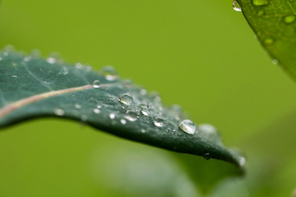 Macro wet raindrop