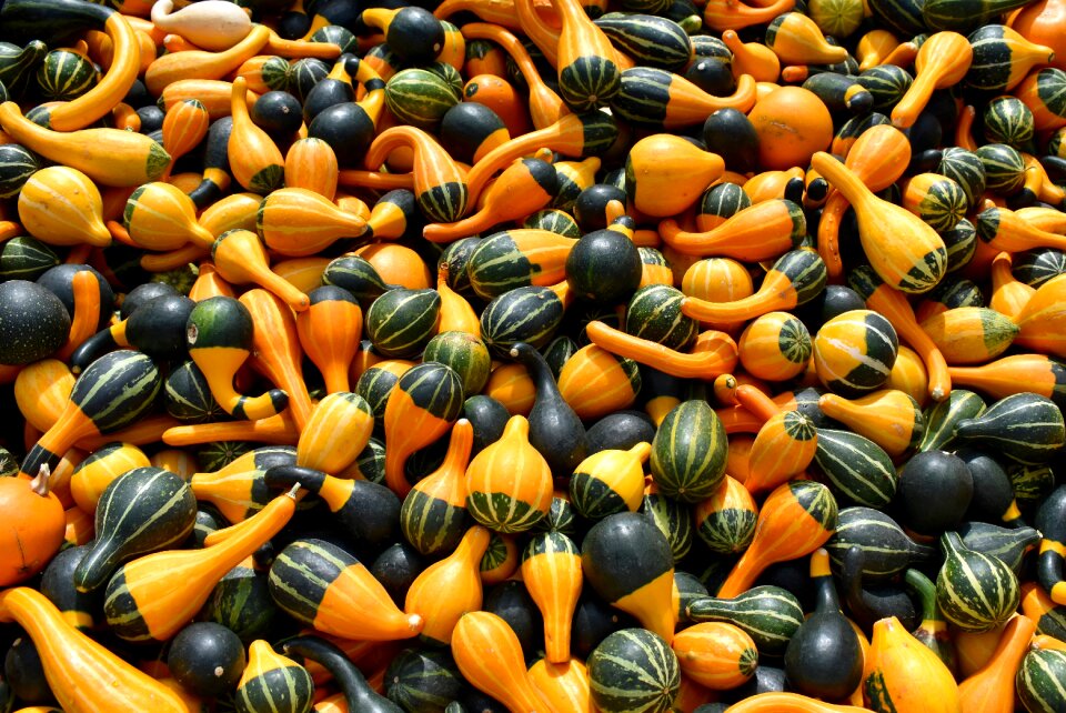 Autumn orange food