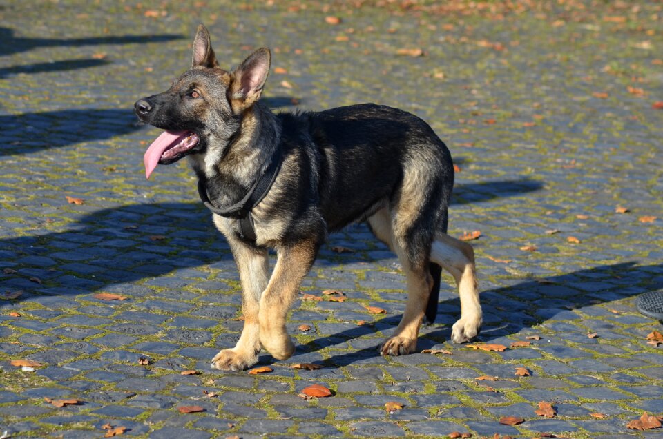 Mammal animal dog