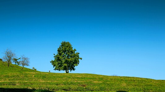 Greenery travel traveler
