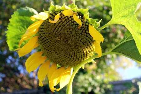 Flowering sunflower petals yellow