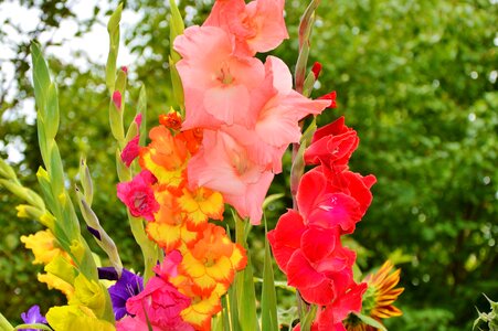 Sword flower bouquet of flowers blossom