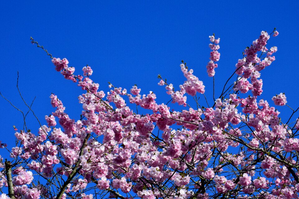 Blossom bloom pink photo