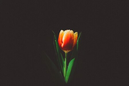 Stem bloom orange
