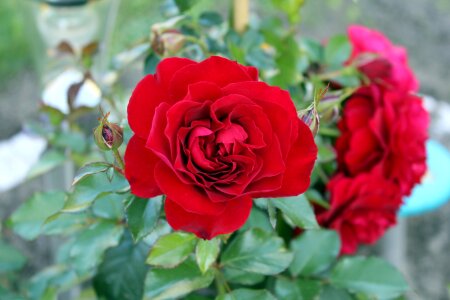 Red rose plant garden