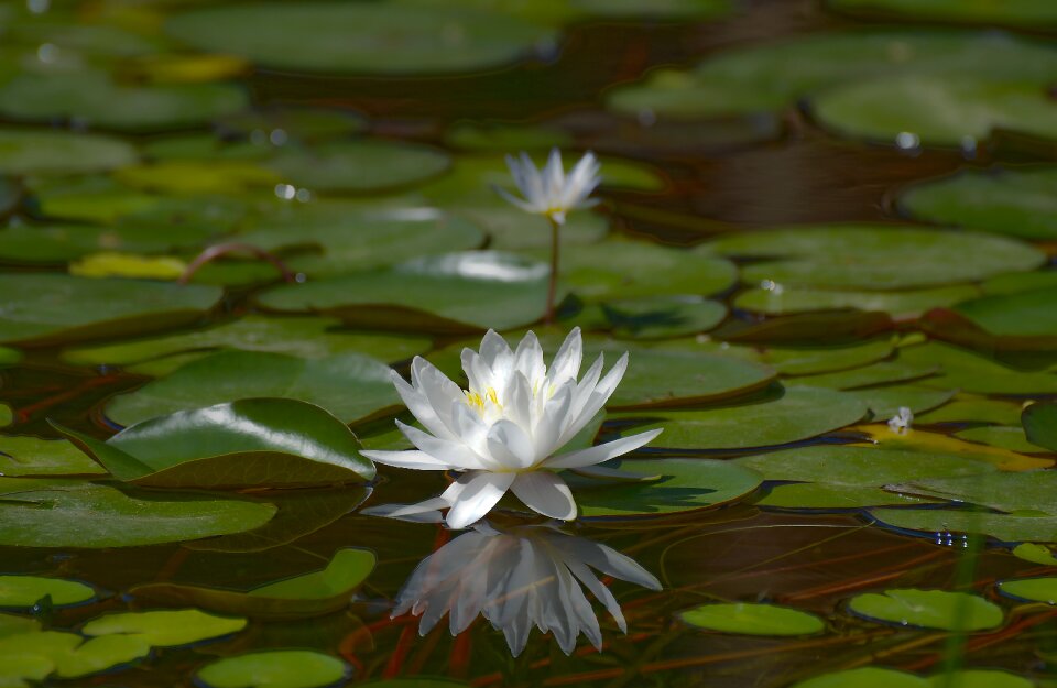 Aquatic flower flora