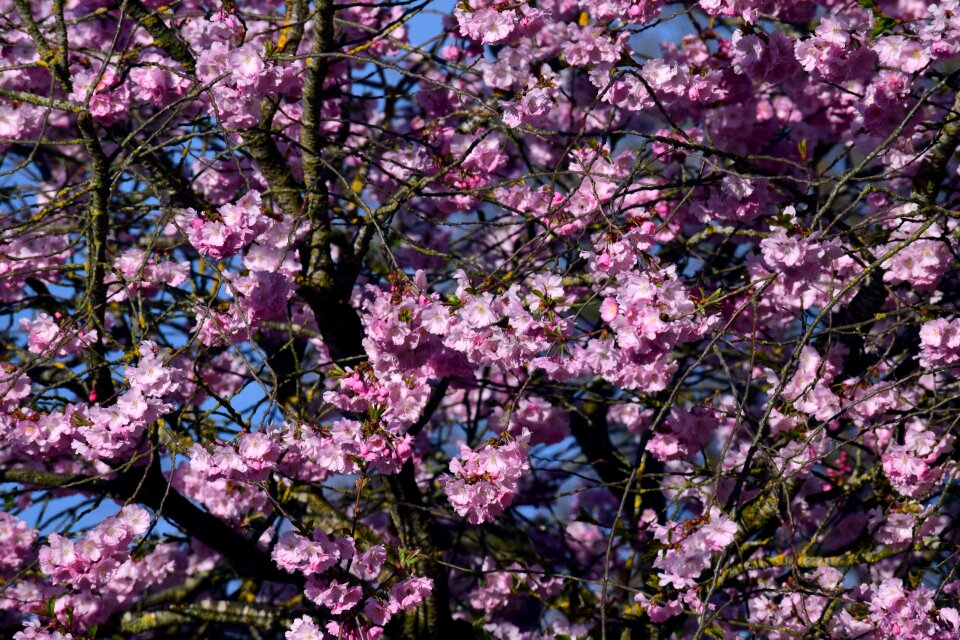 Blossom bloom pink