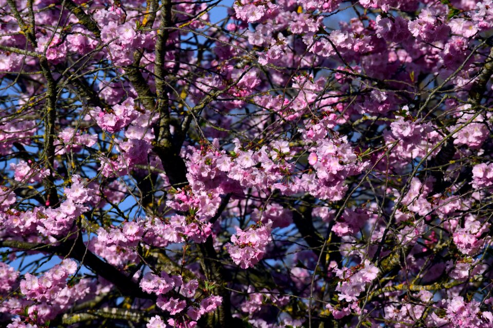 Blossom bloom pink photo