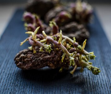 Vegetable blooming dry
