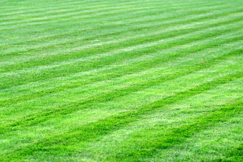 Green skoszone the pitch