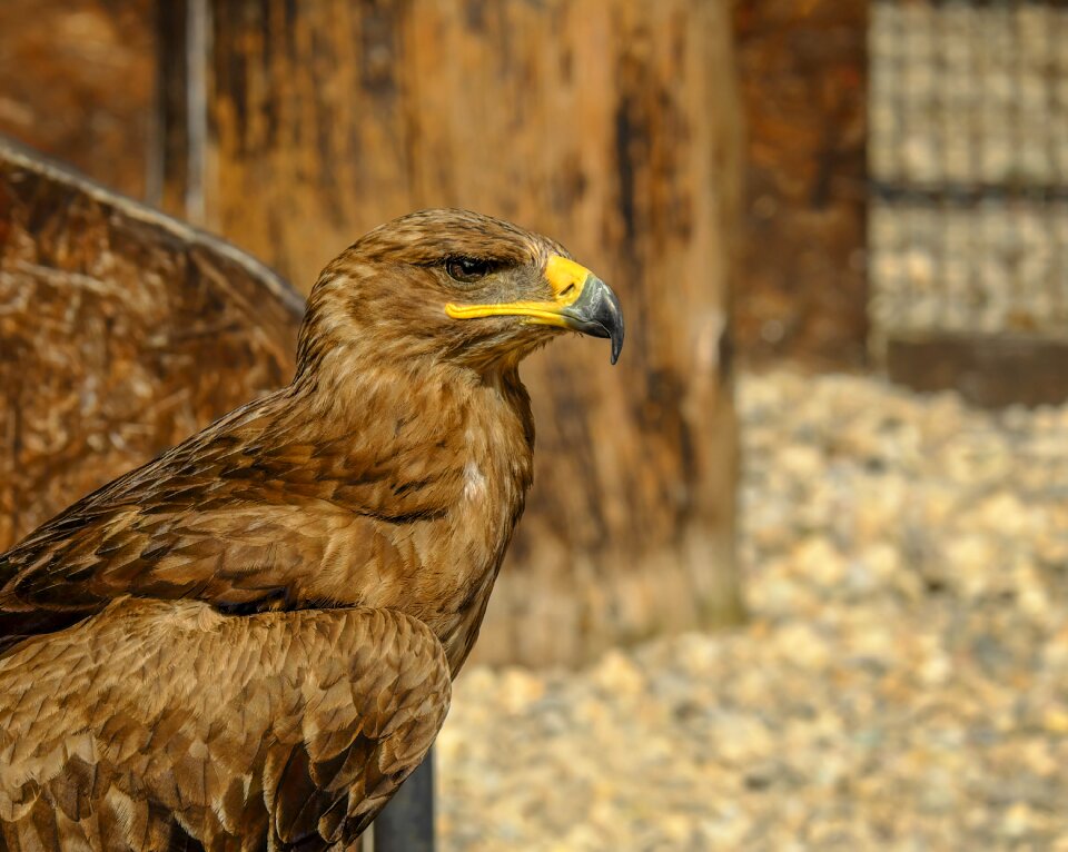 Bird bird of prey animal