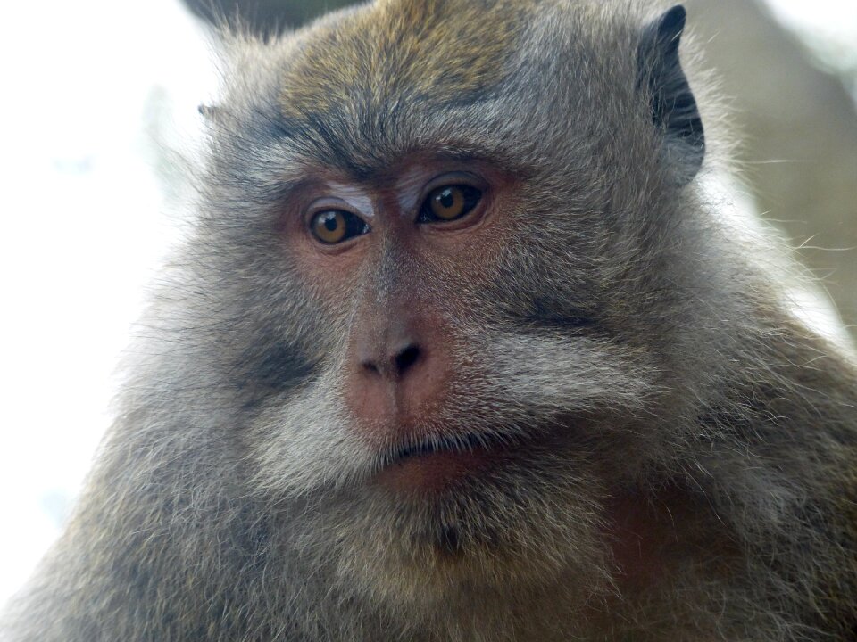 Indonesia monkey primate