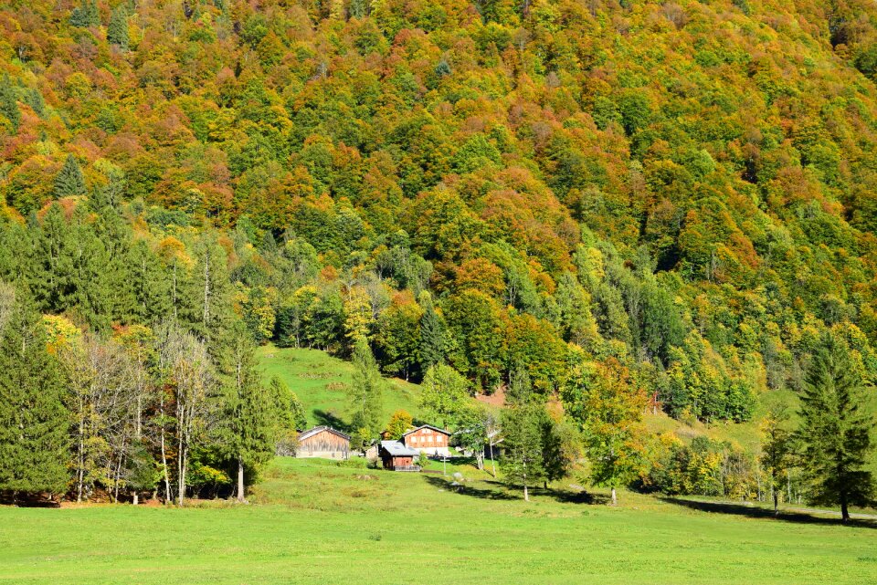 Forest meadow haute savoie