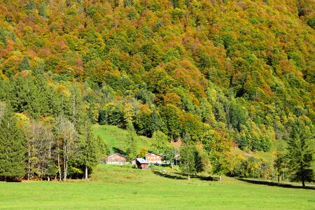 Forest meadow haute savoie