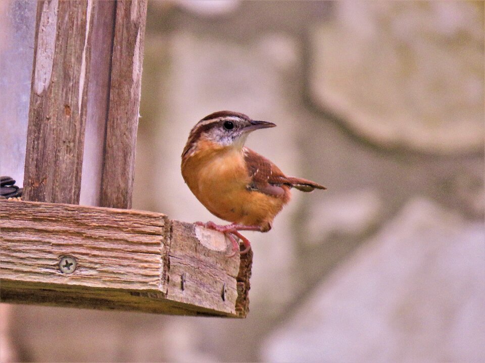 Cute brown and tan wildlife