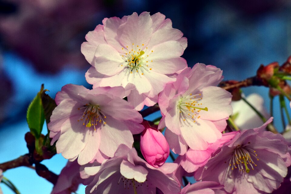 Blossom bloom pink