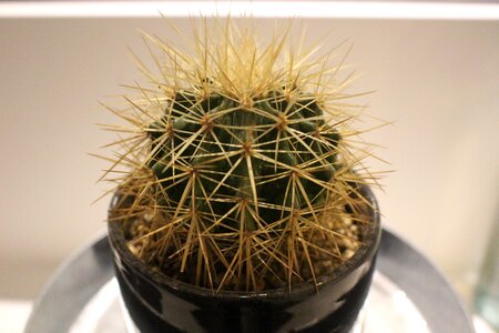 Plants green potted plant