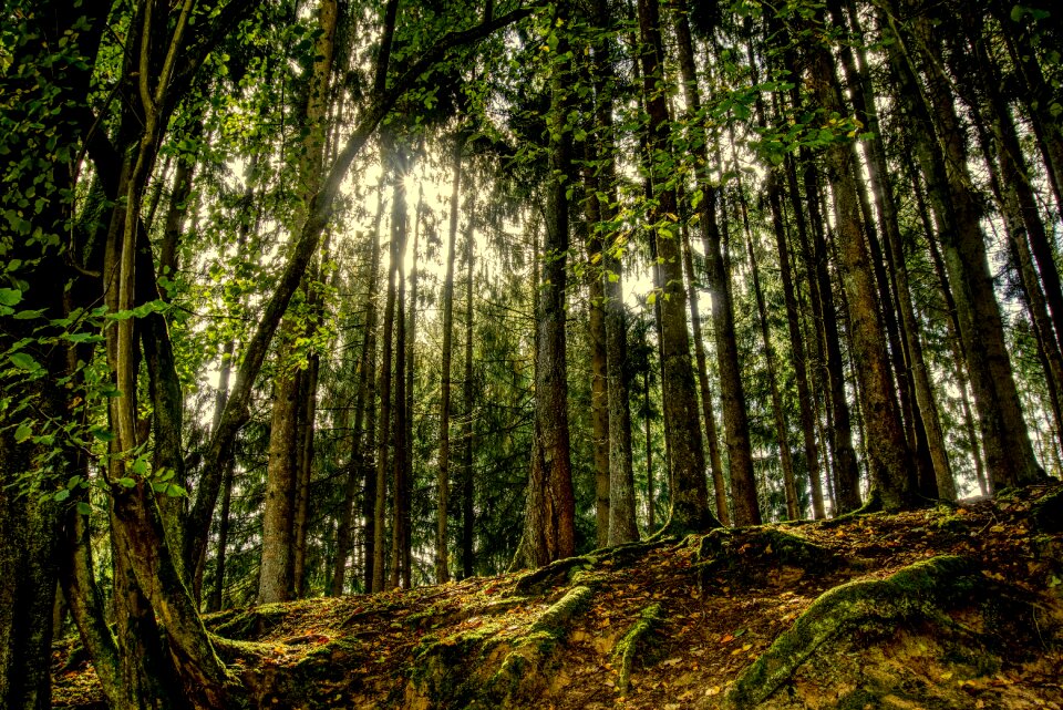 Nature backlighting green
