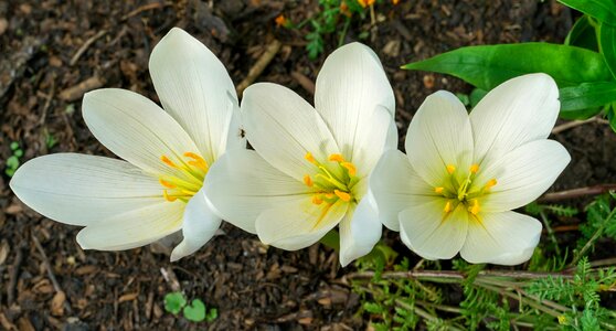 Colour winter flower