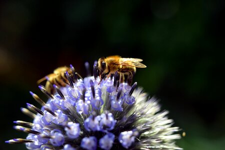 Diestel bee purple photo