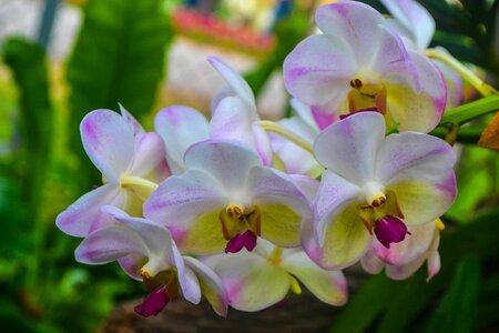 Garden blooming orchid photo