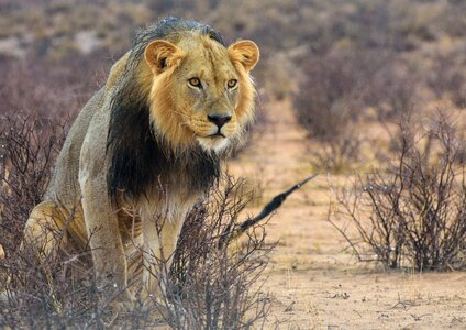 Safari predator namibia photo