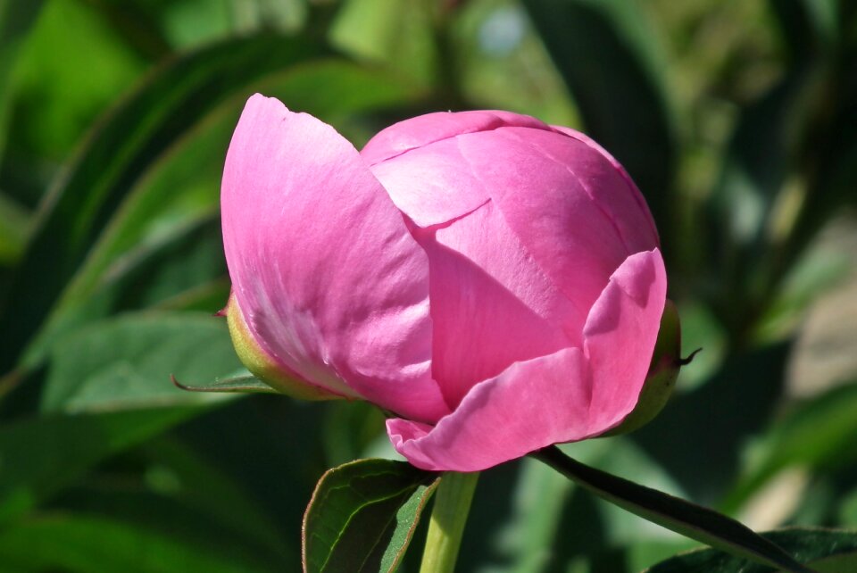 Pink plant spring
