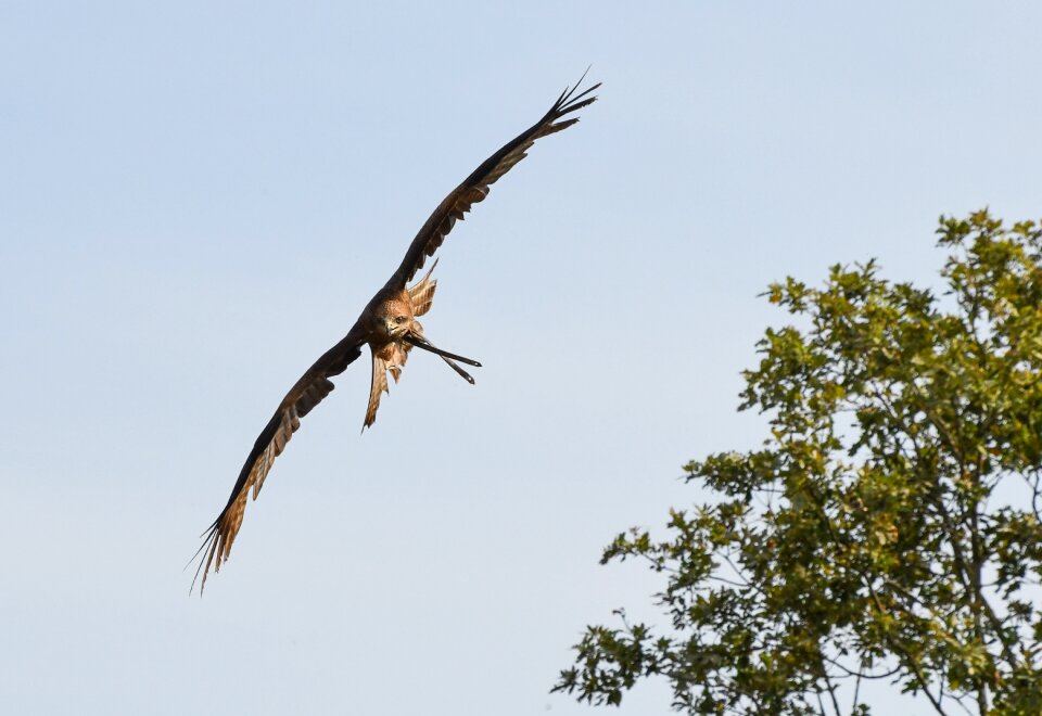 Sky bird tree
