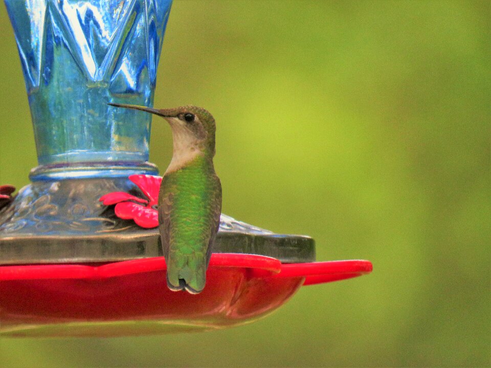 Hummingbird up close wildlife
