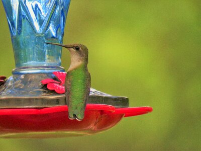 Hummingbird up close wildlife