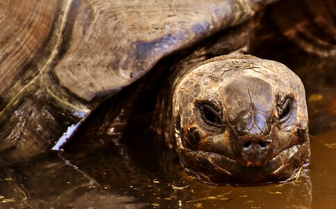 Panzer zoo turtle photo