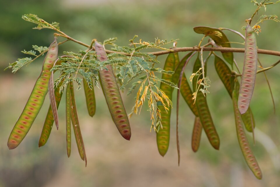 Guaje branch vegetable
