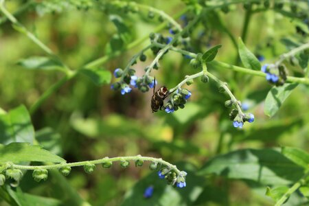 Plant leaf flower photo