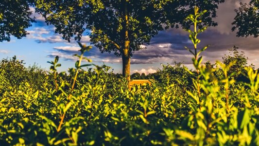Green summer landscape