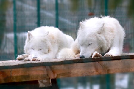 Pet portrait arctic wolves