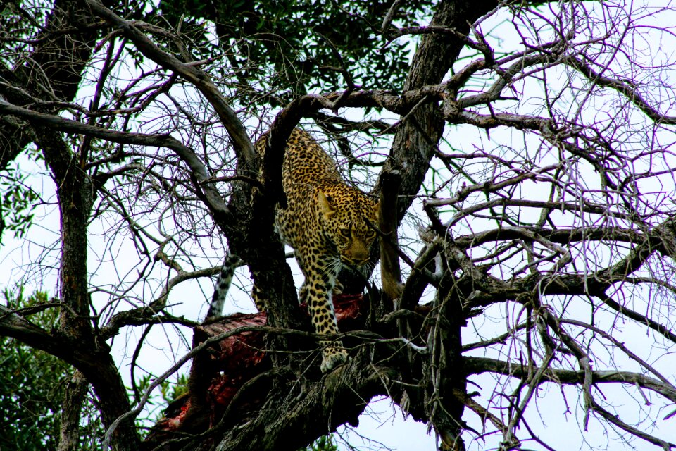 Wood outdoors leopard
